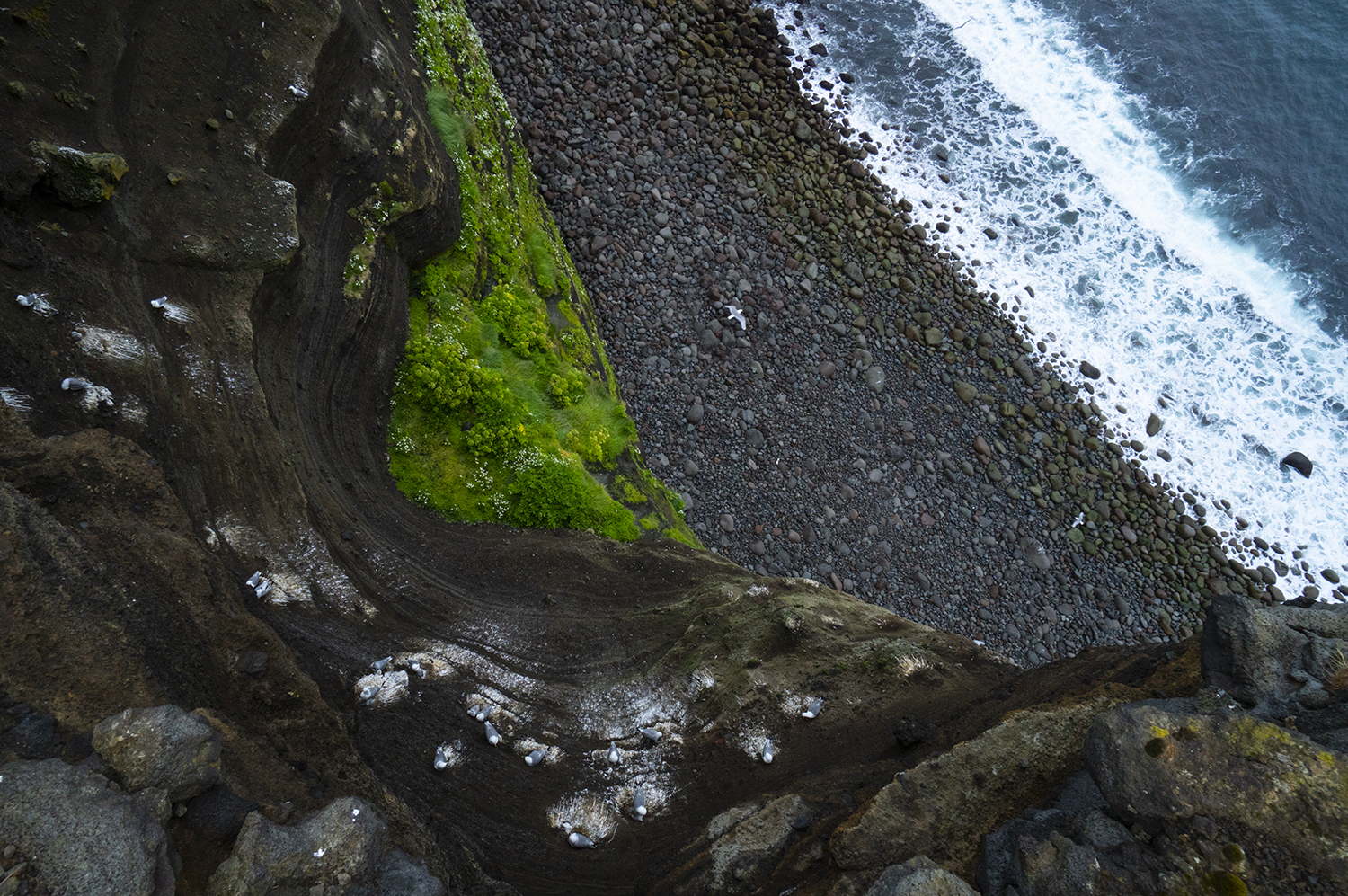 Gull Colony, Krisuvikurberg Cliffs.