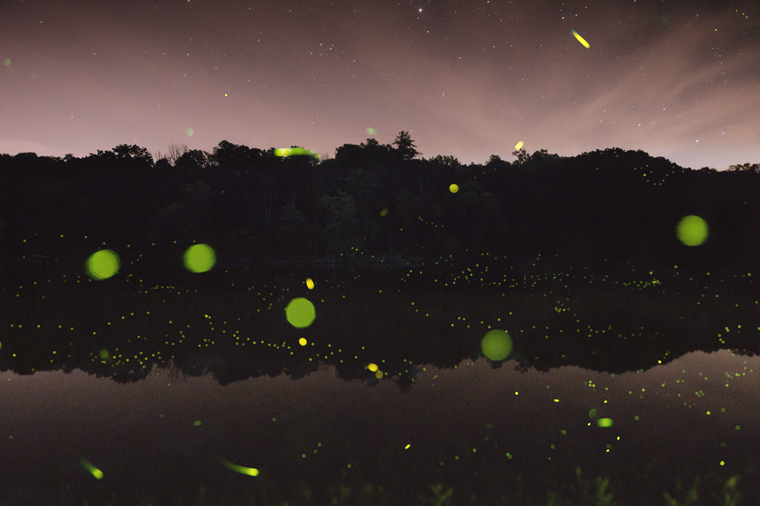 Fireflies Rondout Creek