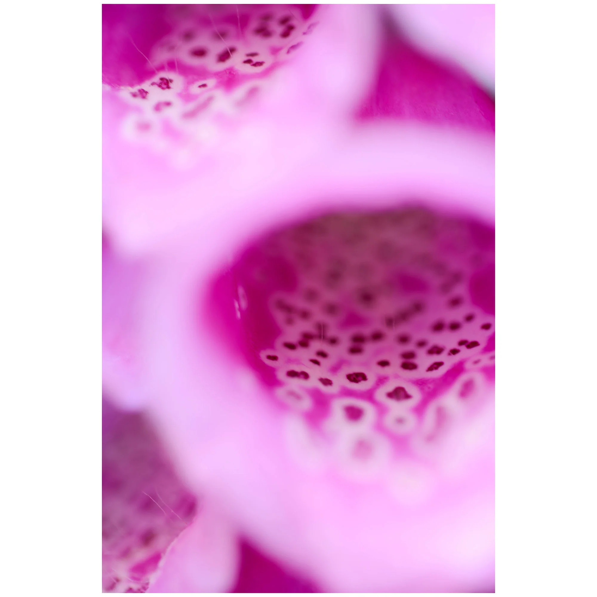 Shop-magenta.jpg