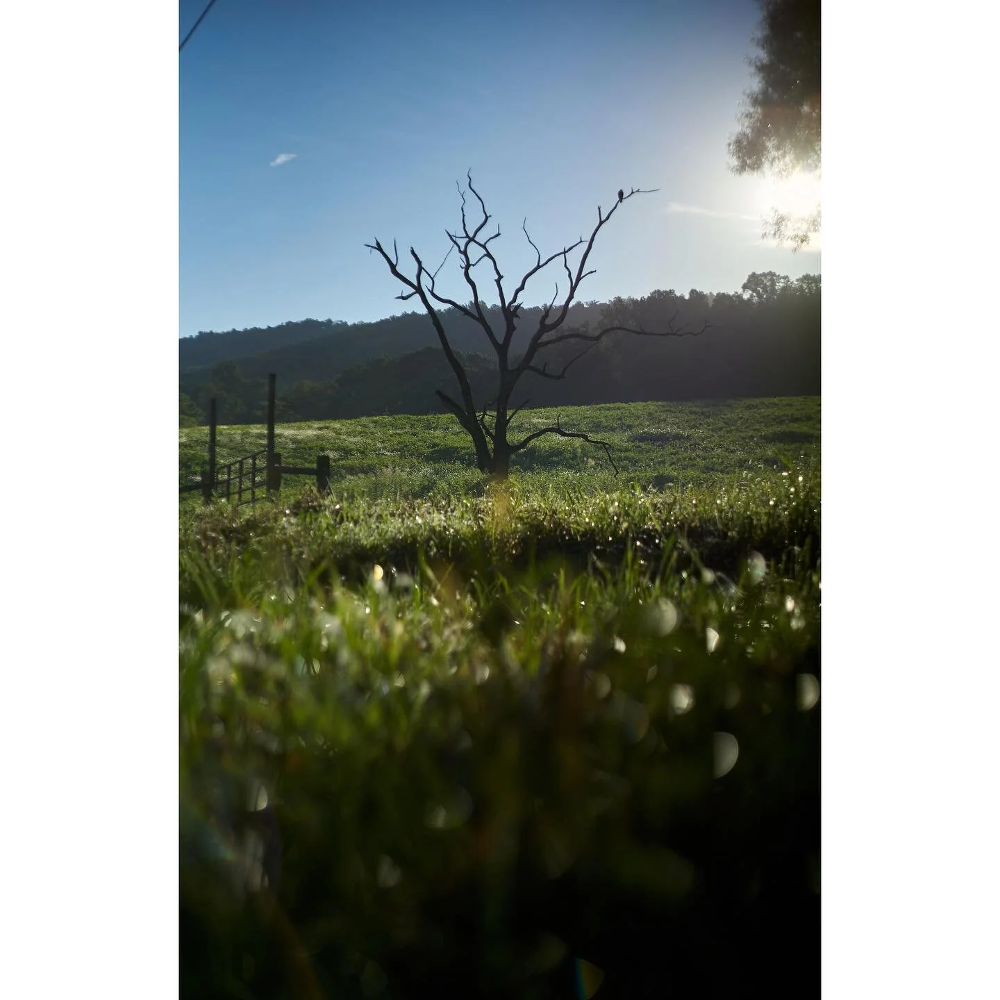 This is the coolest tree!