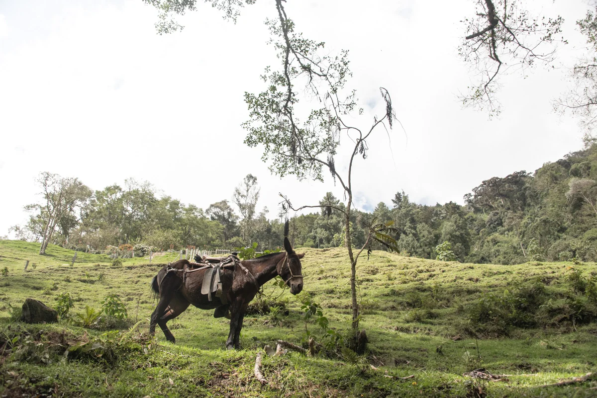 Colombia 130 © 2018 Janina Laszlo.jpg