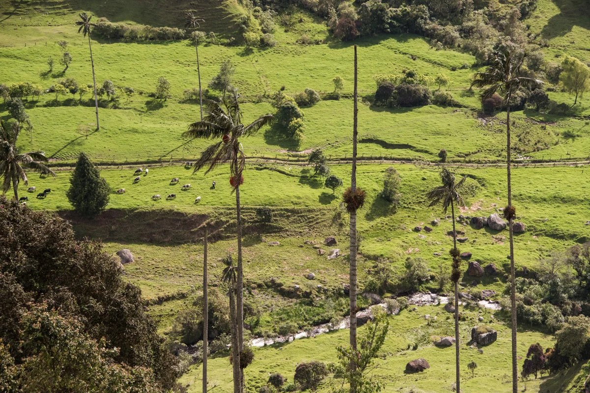 Colombia 137 © 2018 Janina Laszlo.jpg