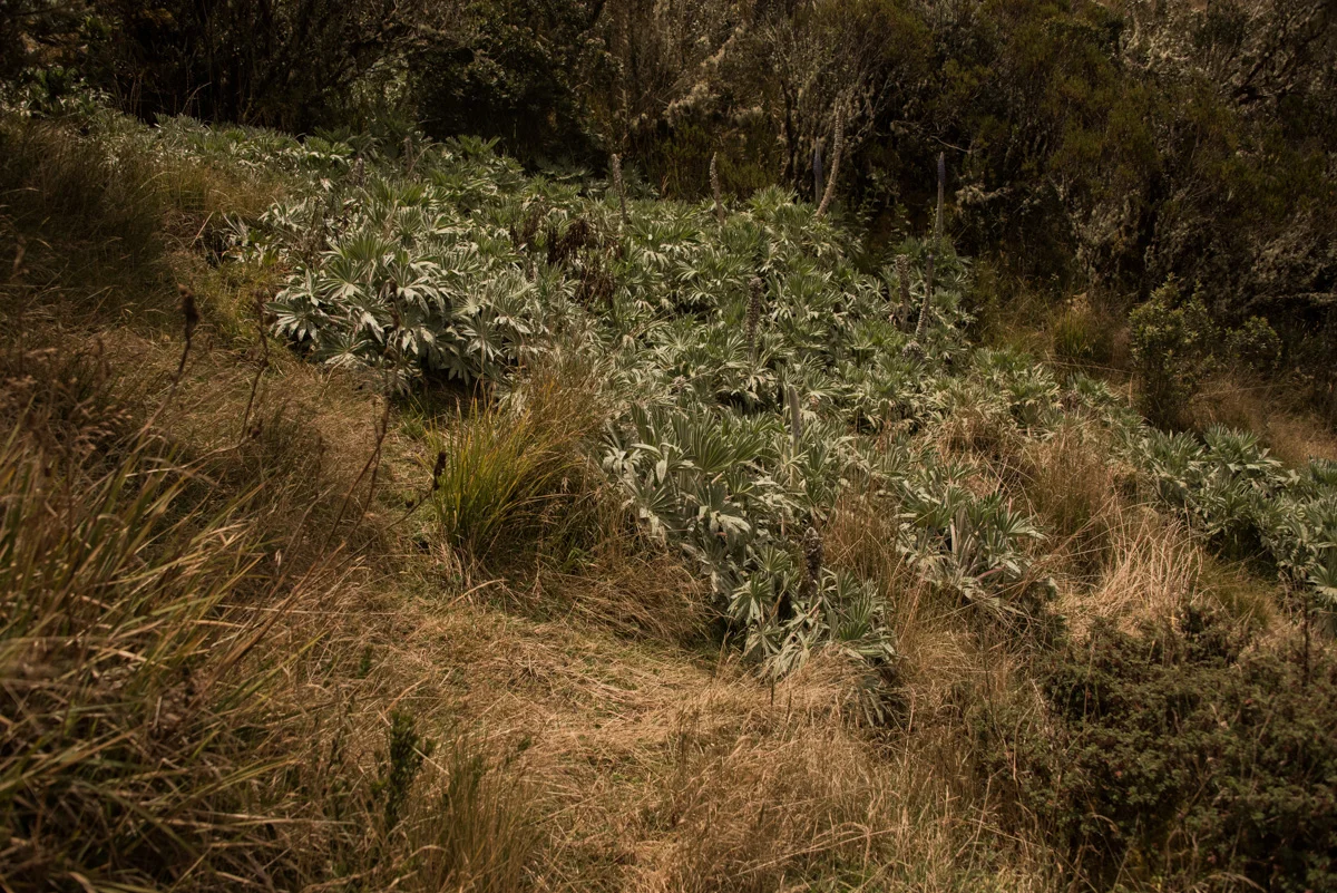 Colombia 380 © 2018 Janina Laszlo.jpg