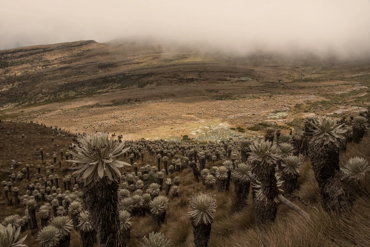 Colombia 393 © 2018 Janina Laszlo.jpg