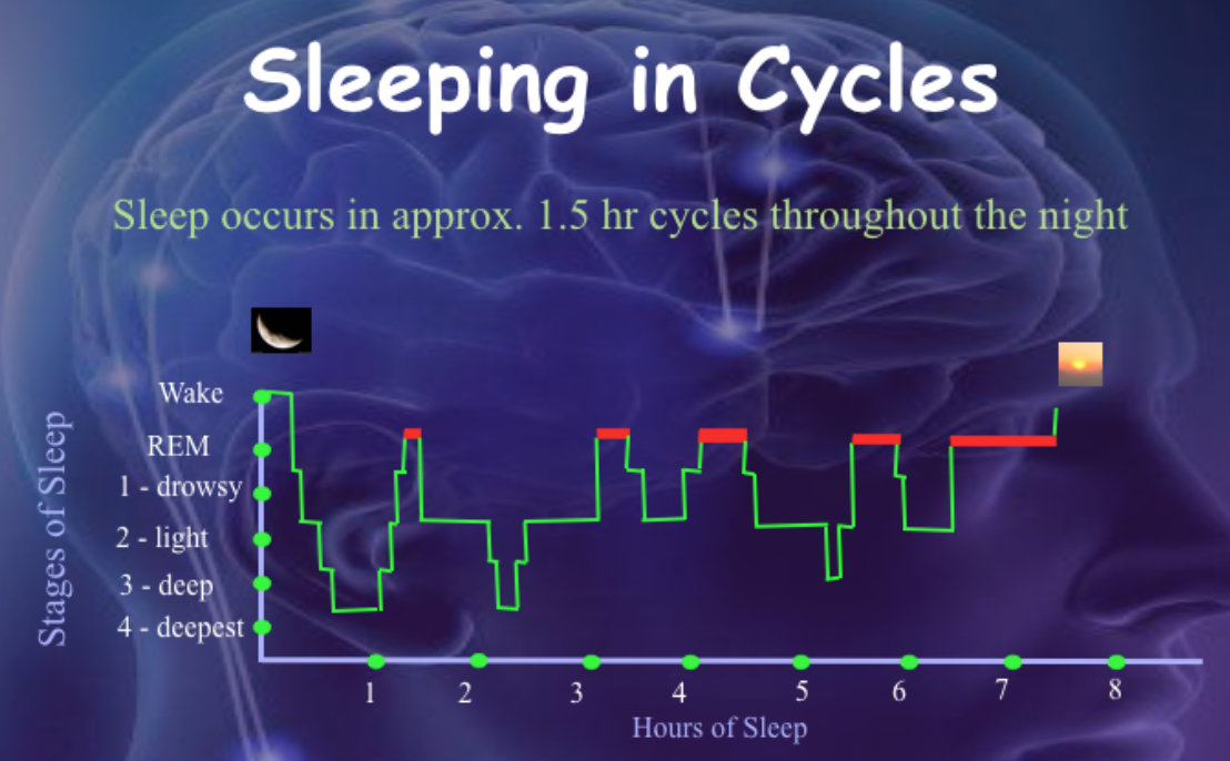 (SOURCE: Sleep Science Consulting)