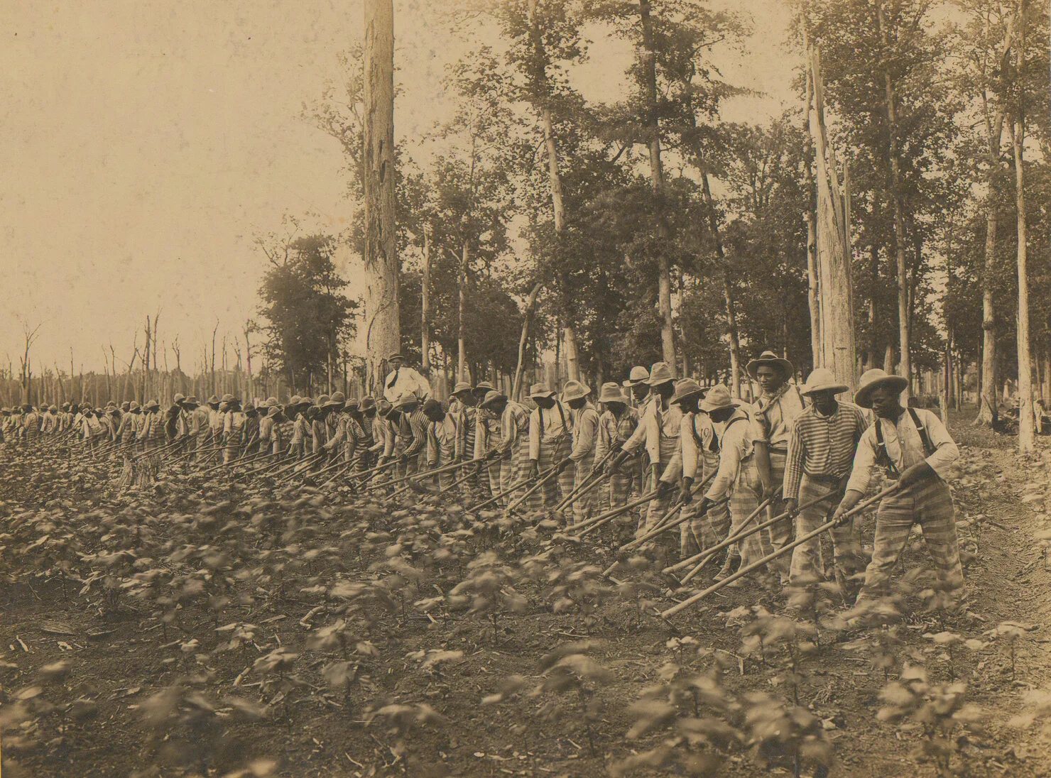 Parchman_prison_convict_labor_1911.jpeg