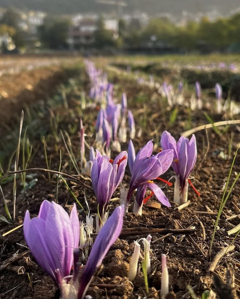 Apothecary — Terracotta Farmacia