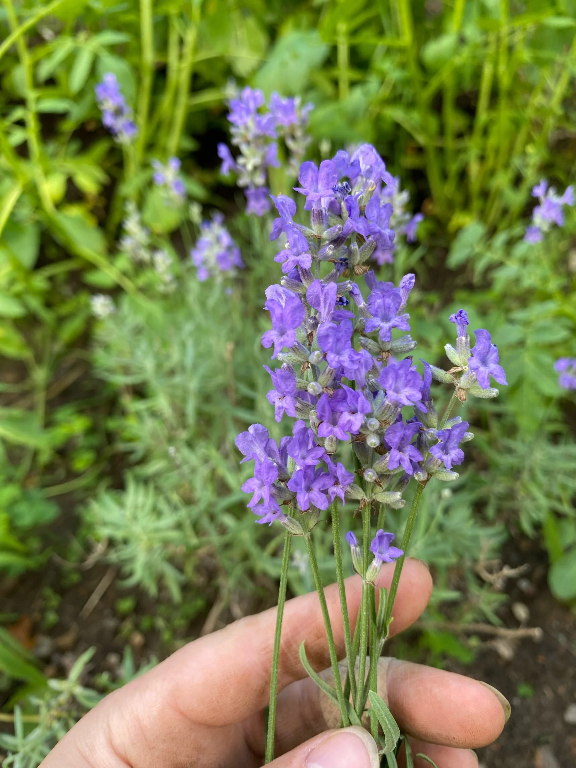 AD0F6F97-B195-4E75-B61E-EFB2ADFFC25D.jpeg