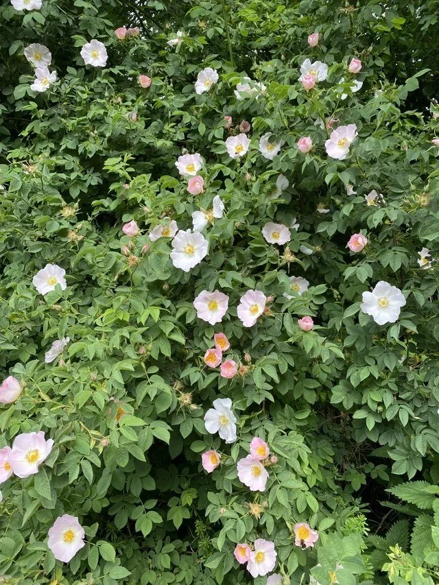 IMG_6049.jpeg