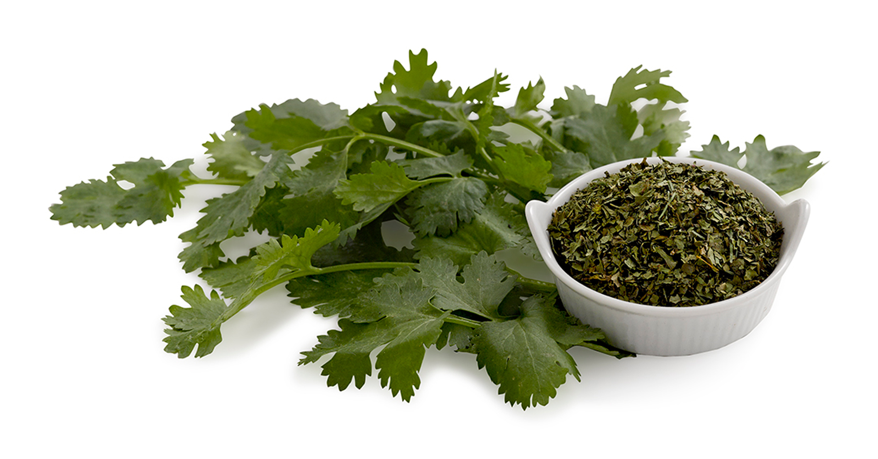 CilantroHerb-Cilantro_2_1.jpg