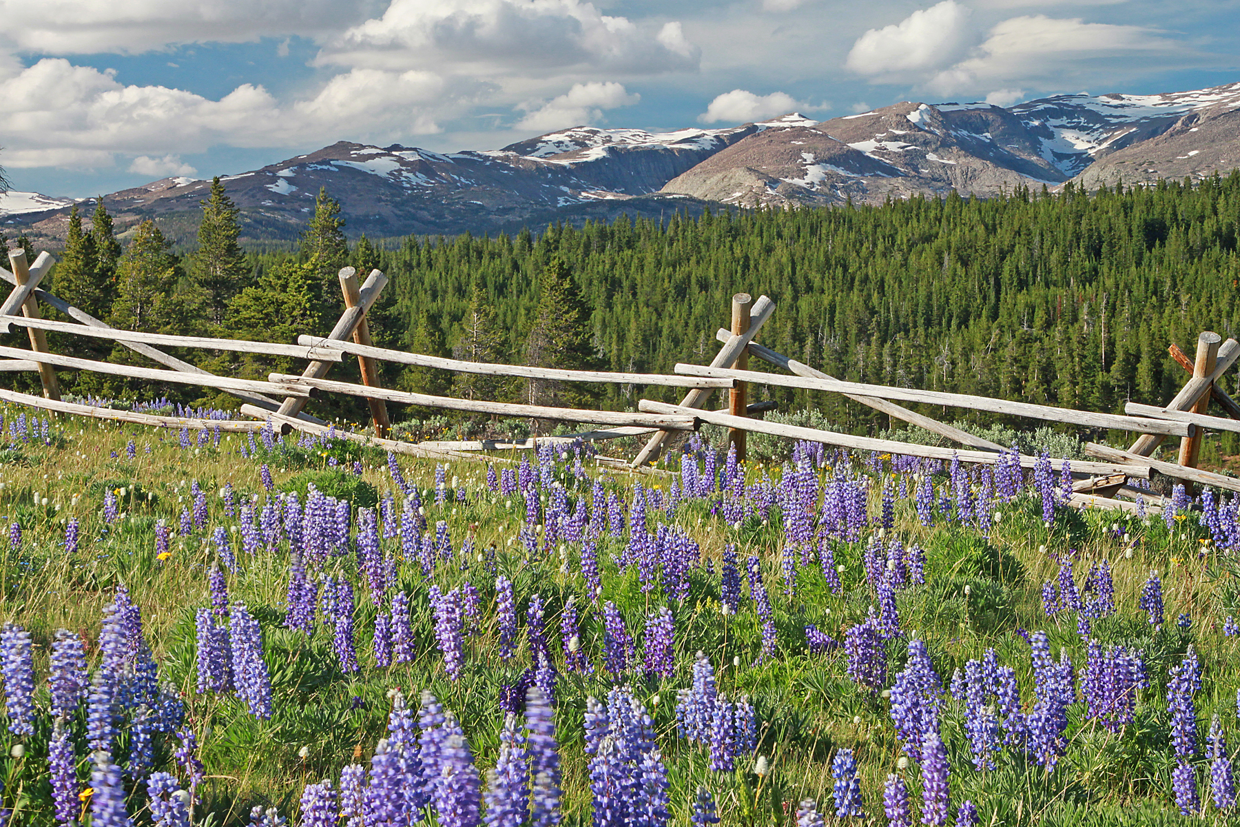 Big horns and lupines 4 X 6.jpg