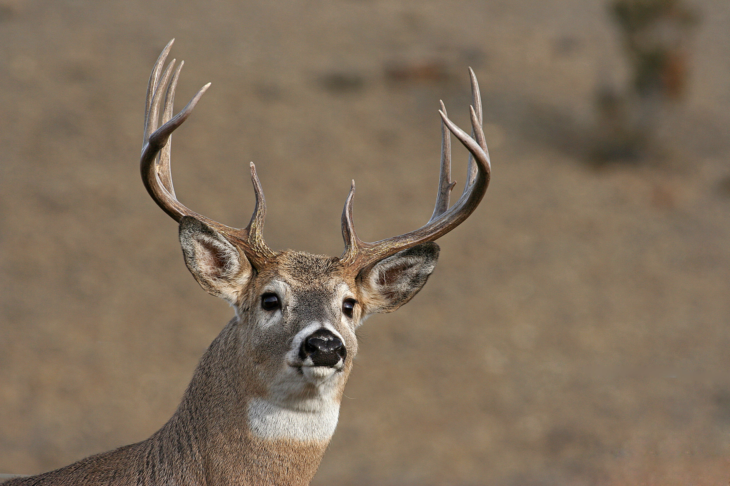 Best woodriver whitetail.jpg