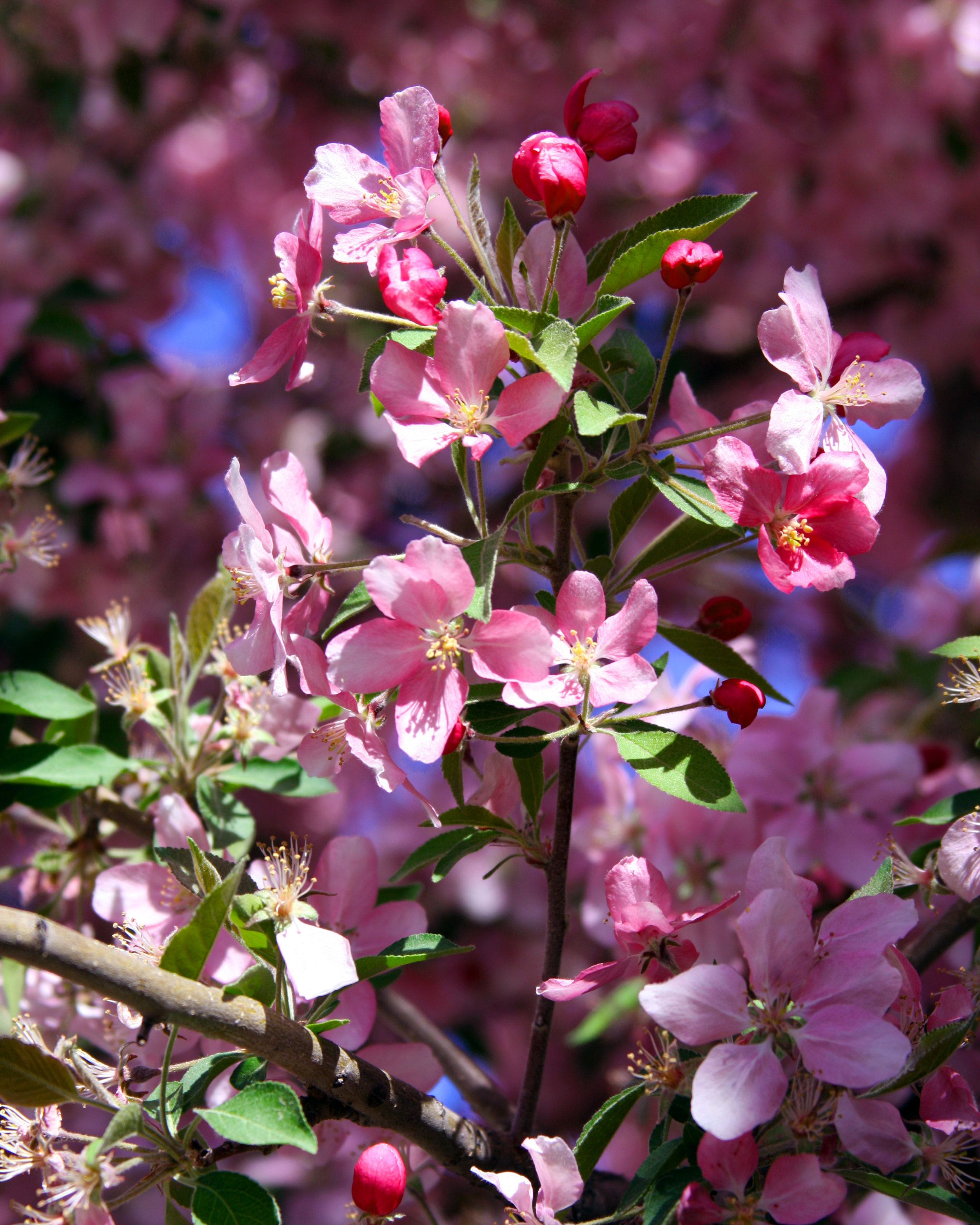 Cherry Blossoms 1.jpg