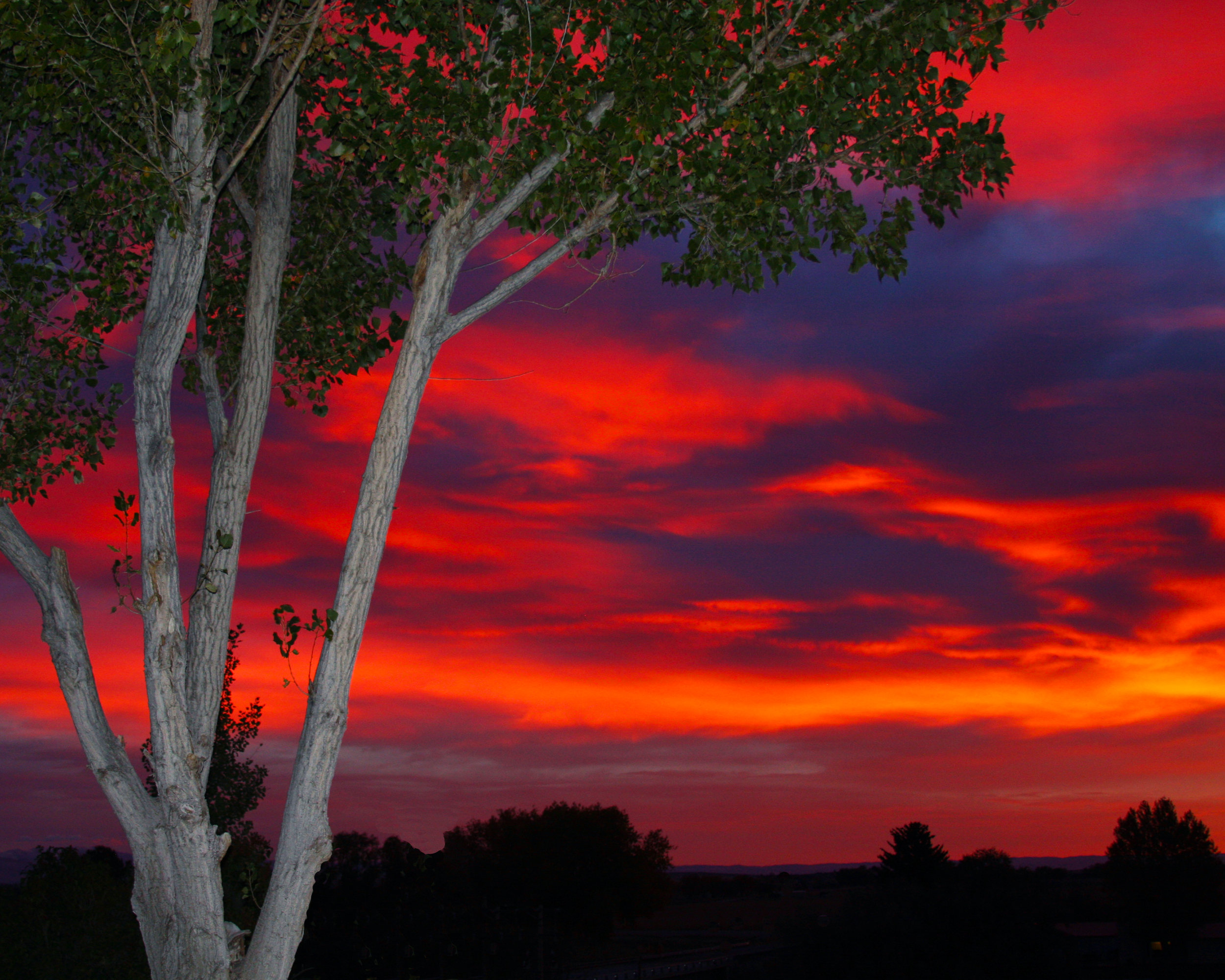 Tree Sunset.jpg