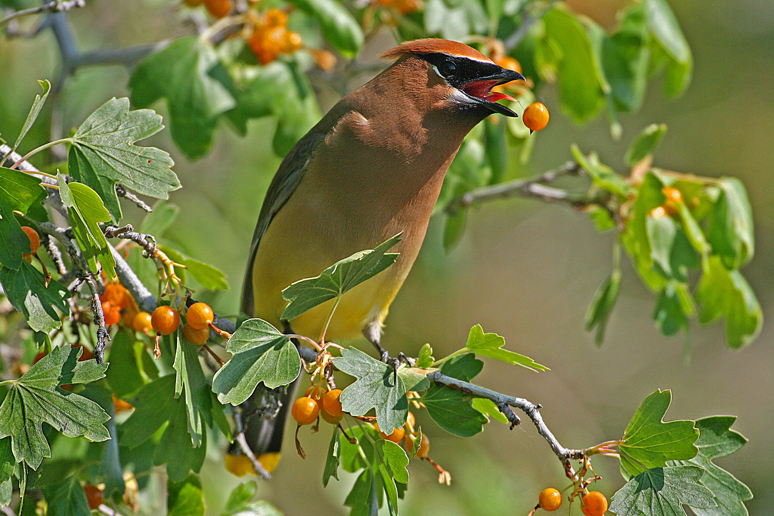 read to prnt waxwing.jpg