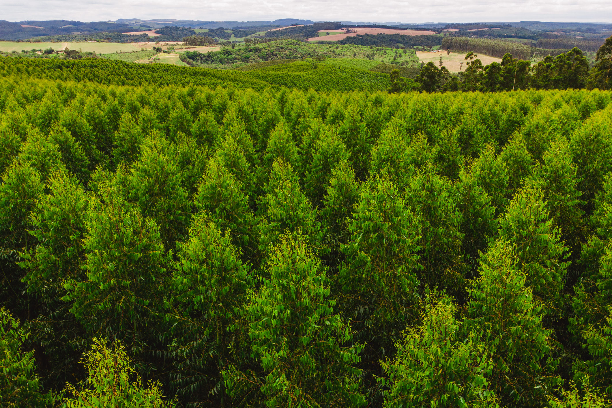 logwood_cavaco_holanda_castrolanda_eucalipto_barkema_robust_biomassa_drone_kugnharski_ricardofranzen_plantacao.jpg