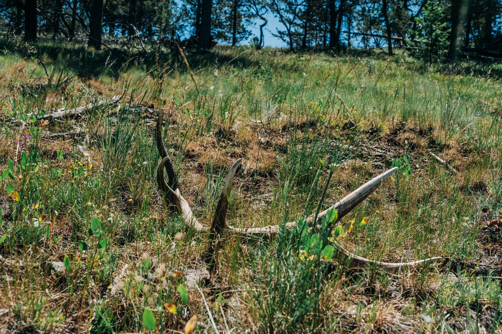 hale-ranches-060426-290.jpg