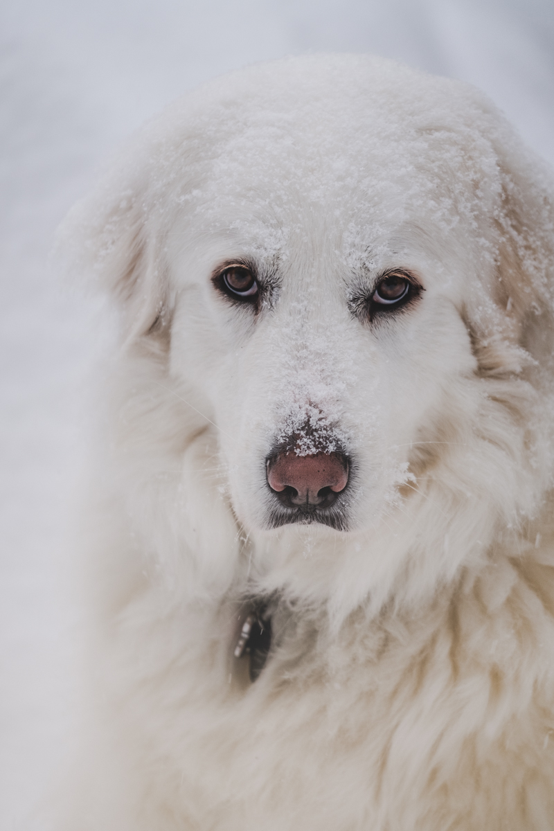 juno-snow-mar-2019-9.jpg