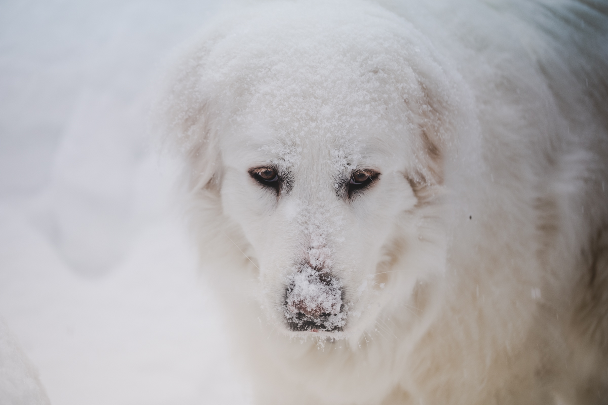 juno-snow-mar-2019-27.jpg