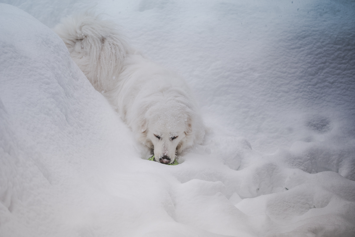 juno-snow-mar-2019-36.jpg