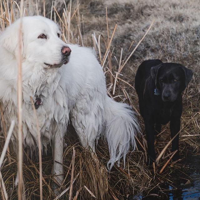 Part 2 : Recent fishing outing.

#lakeinthedunes #greatpyrenees #greatpyreneeslovers #simmsfishing #sageflyfish #hatchreels #gloomisrods #scottflyrods #fishpondnets #flyfishoregon