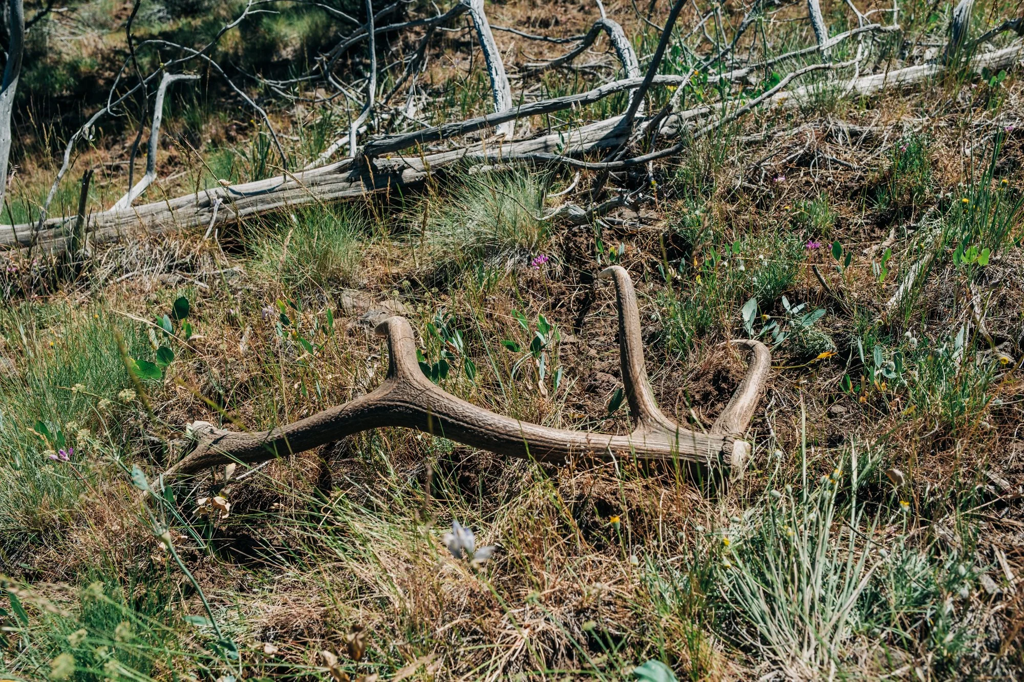 hale-ranches-060426-286.jpg