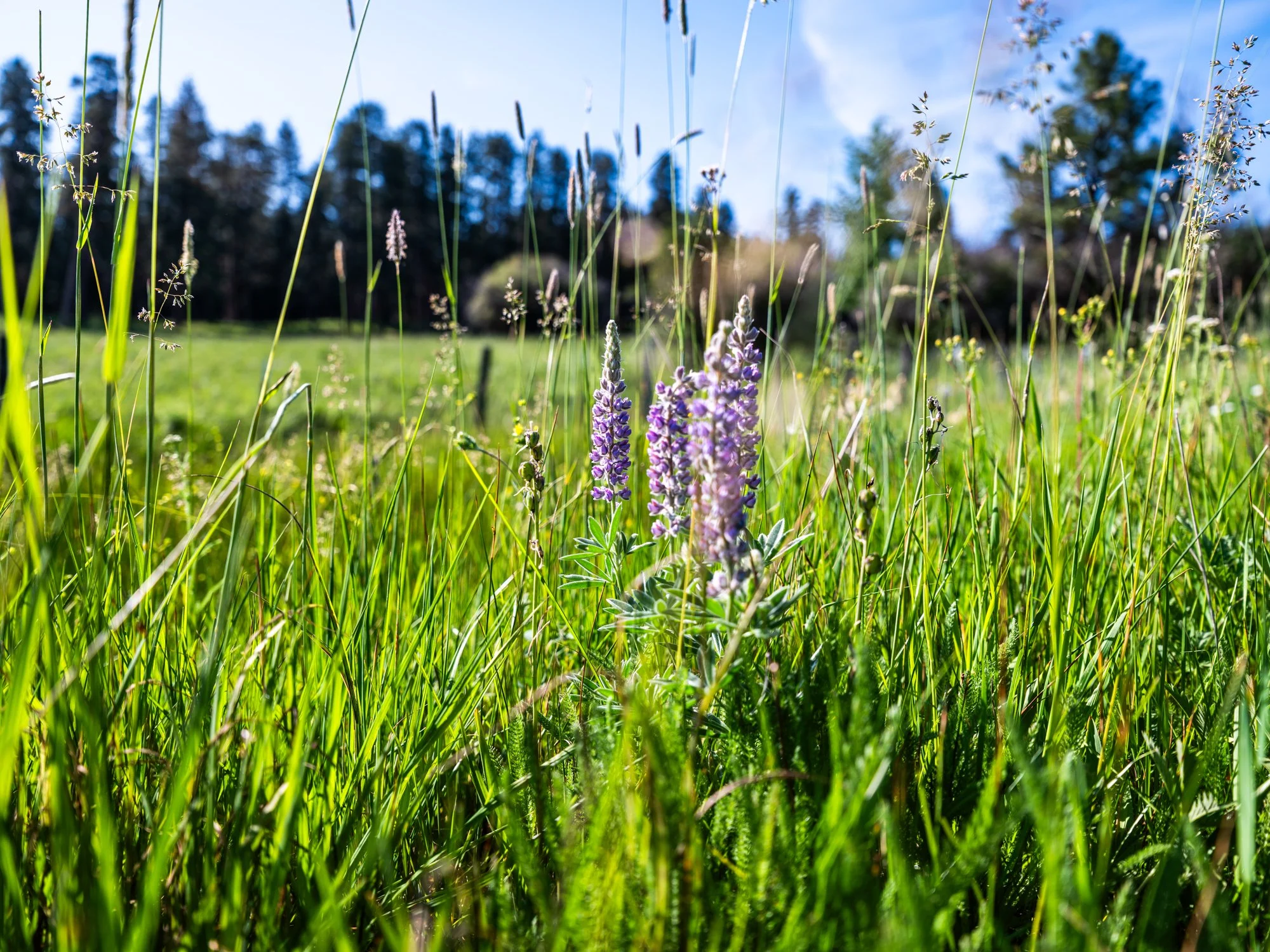 sproul-ranch-327.jpg