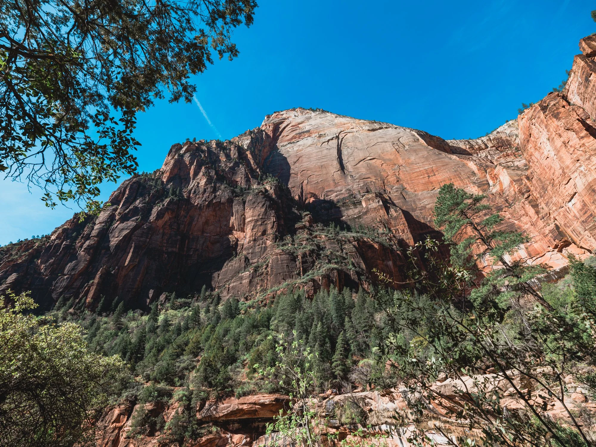 zion-np-436.jpg