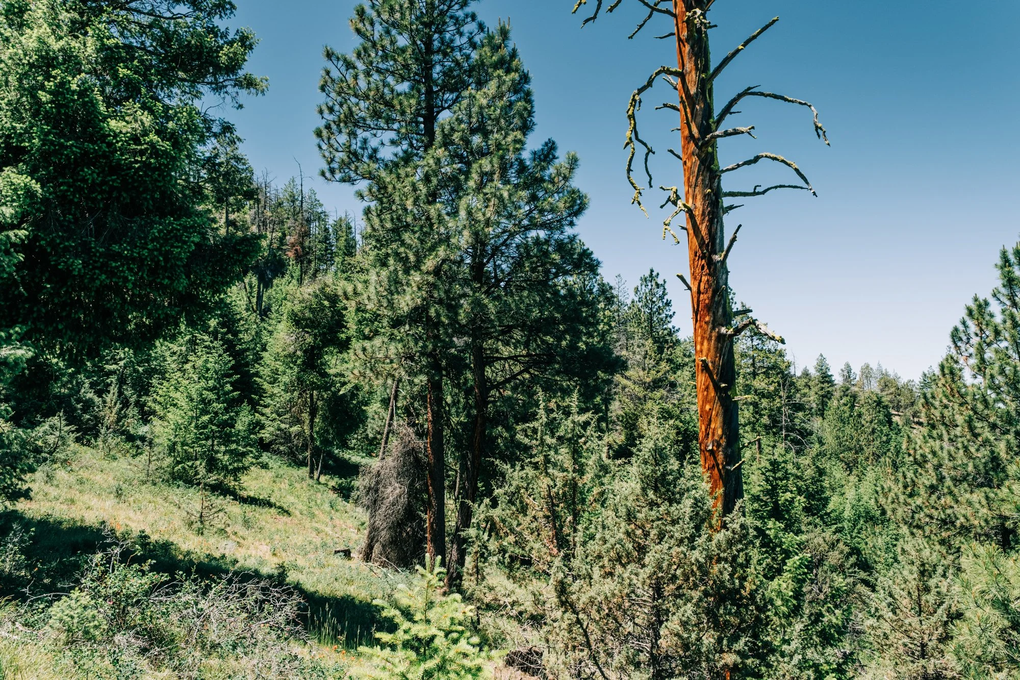 hale-ranches-060426-300.jpg