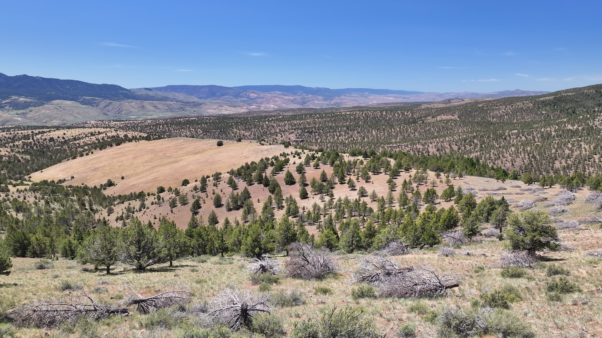 Hale-Hunting-Ranch-Juniper-Thinning-Drone-060426.png