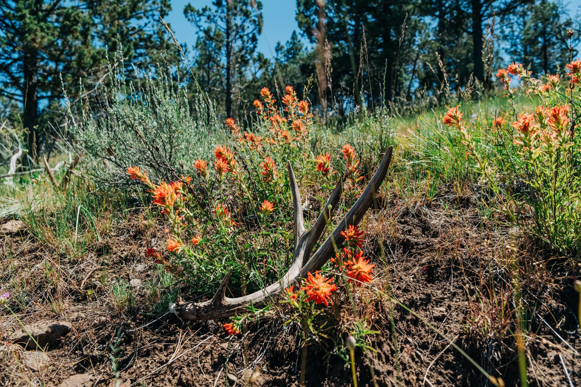 hale-ranches-060426-277.jpg