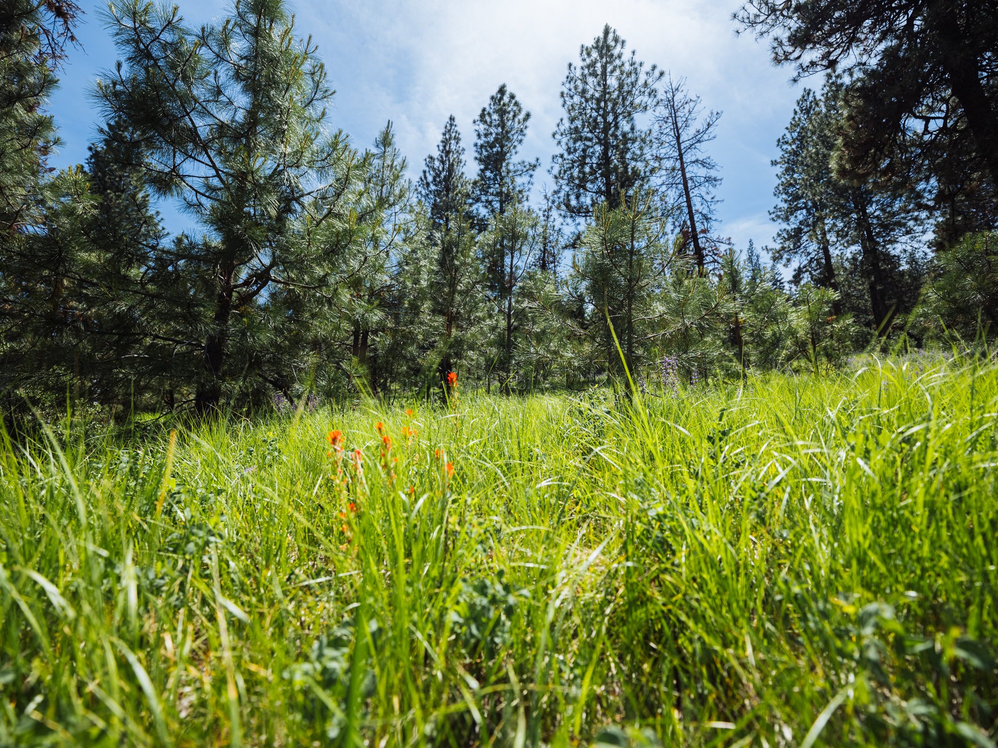 sproul-ranch-247.jpg