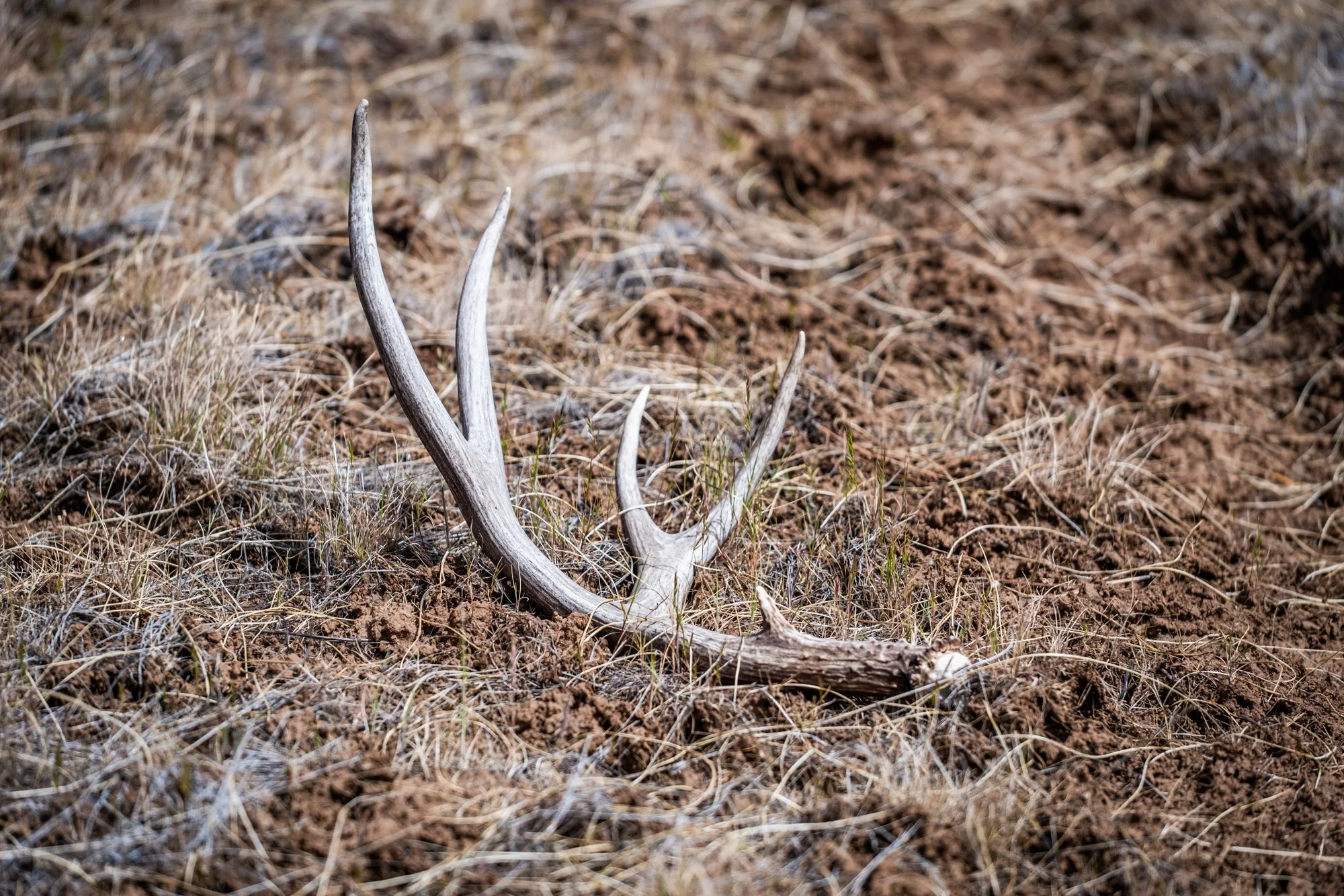 hale-ranches-052025-306.jpg
