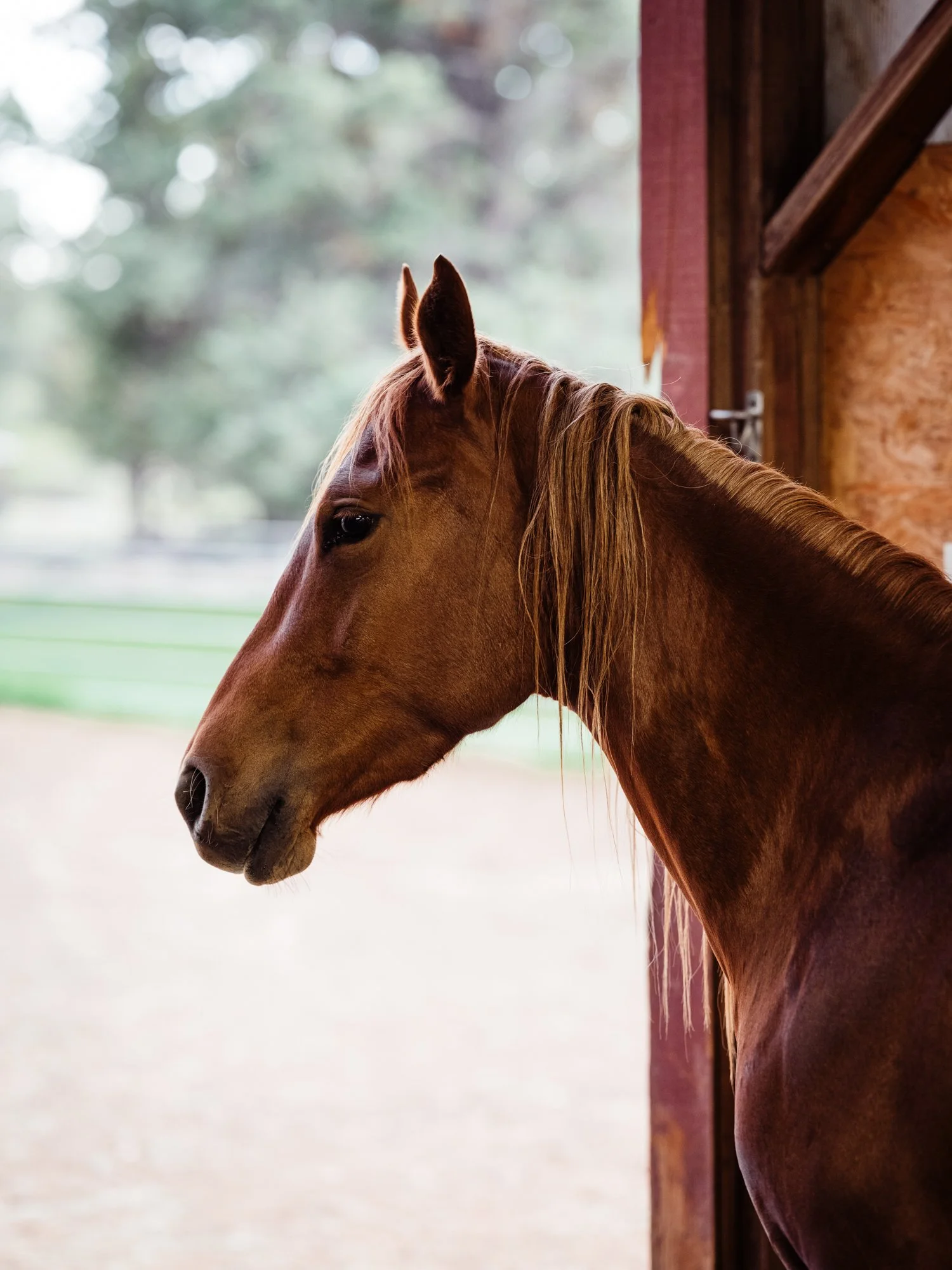 nala-annie-ranch-100.jpg