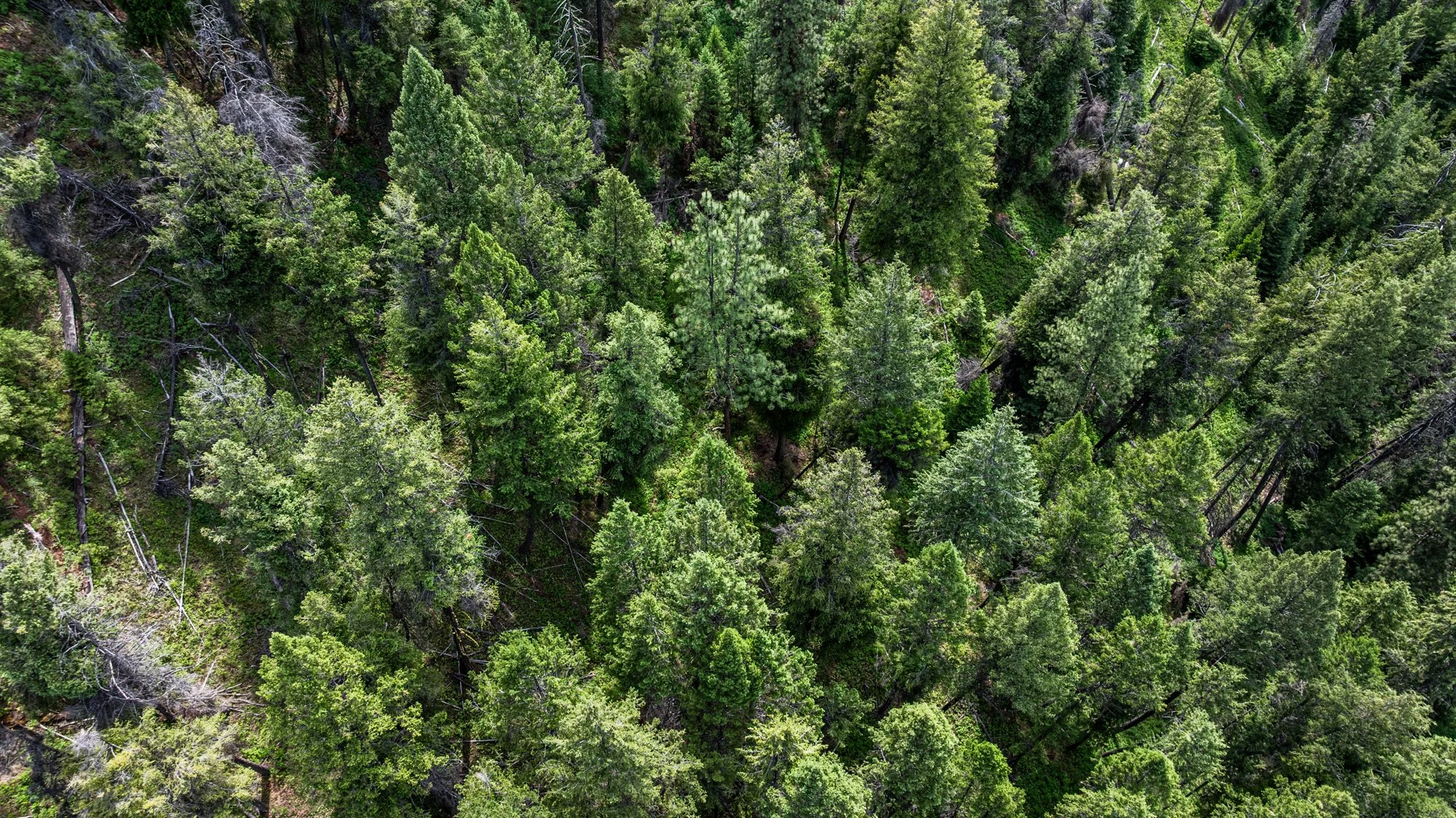 sproul-ranch-drone-407.jpg