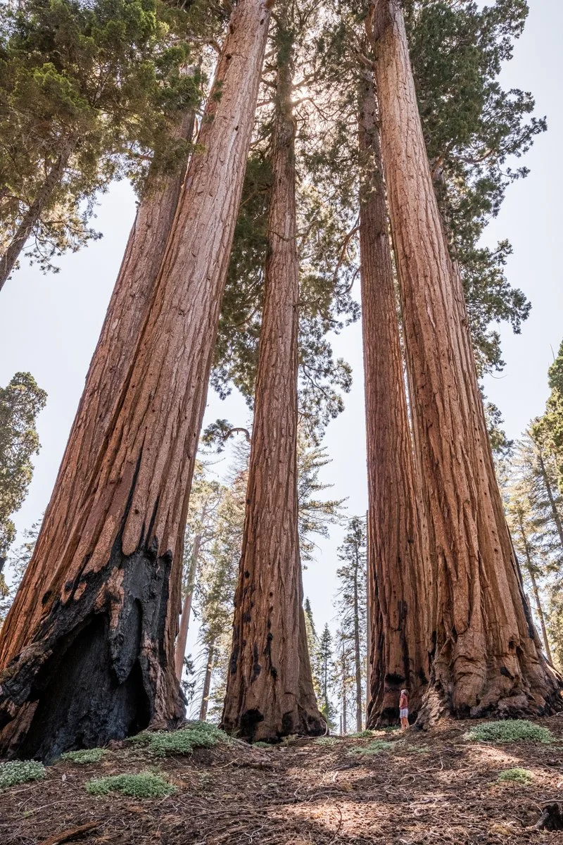 sequoia-np-2023-184.jpg