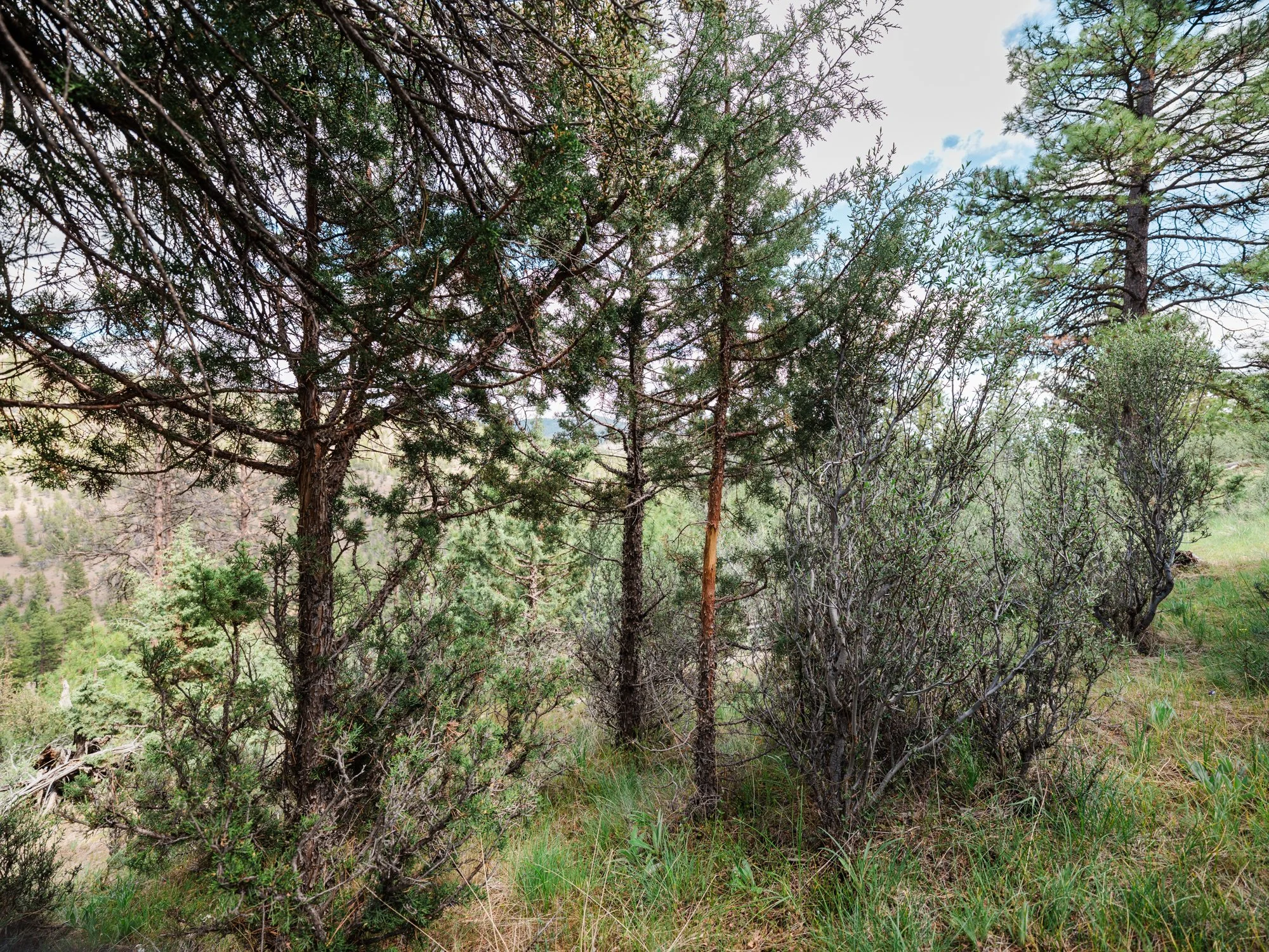 hale-ranches-052025-115.jpg