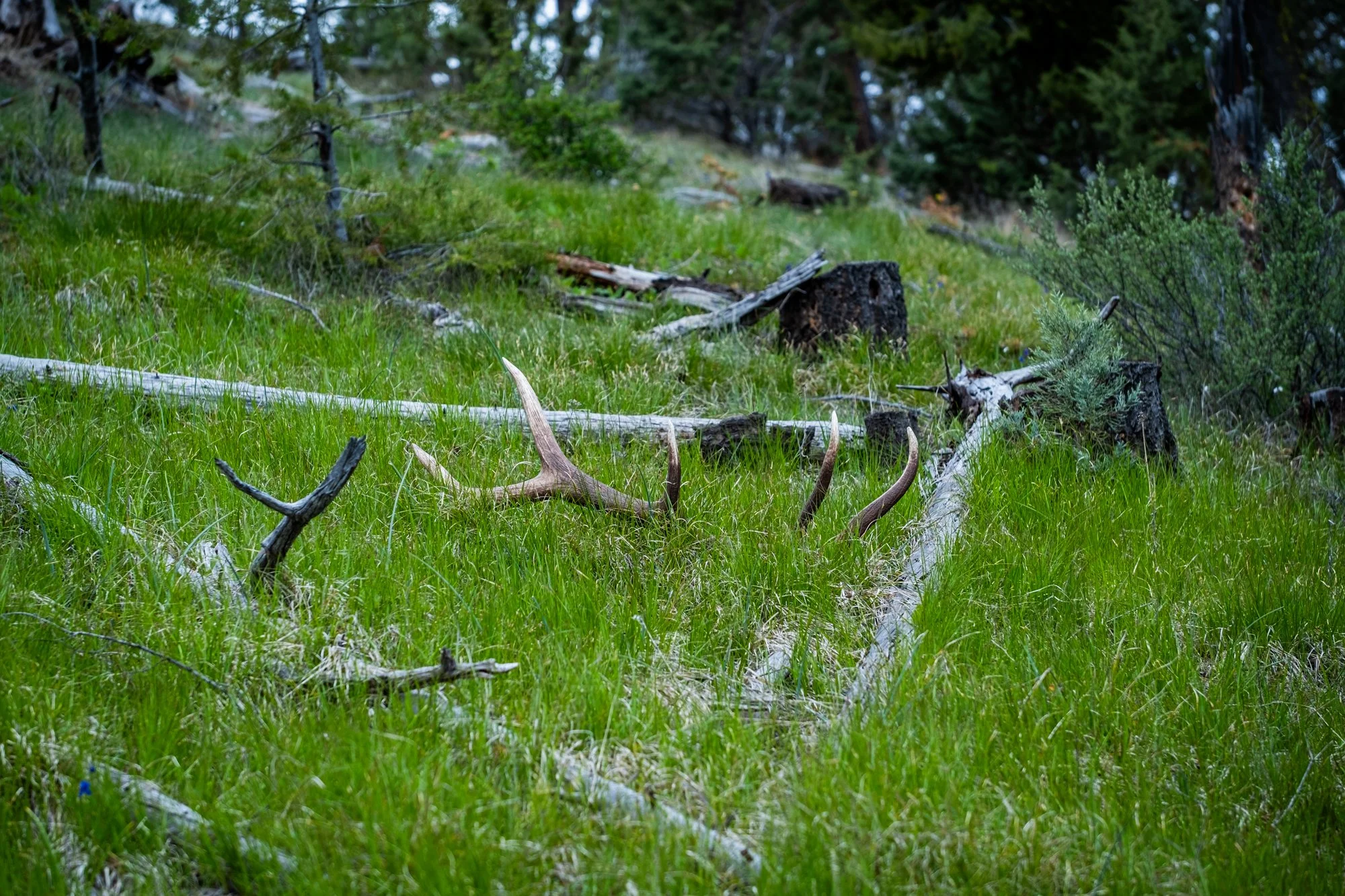 hale-ranches-052025-302.jpg