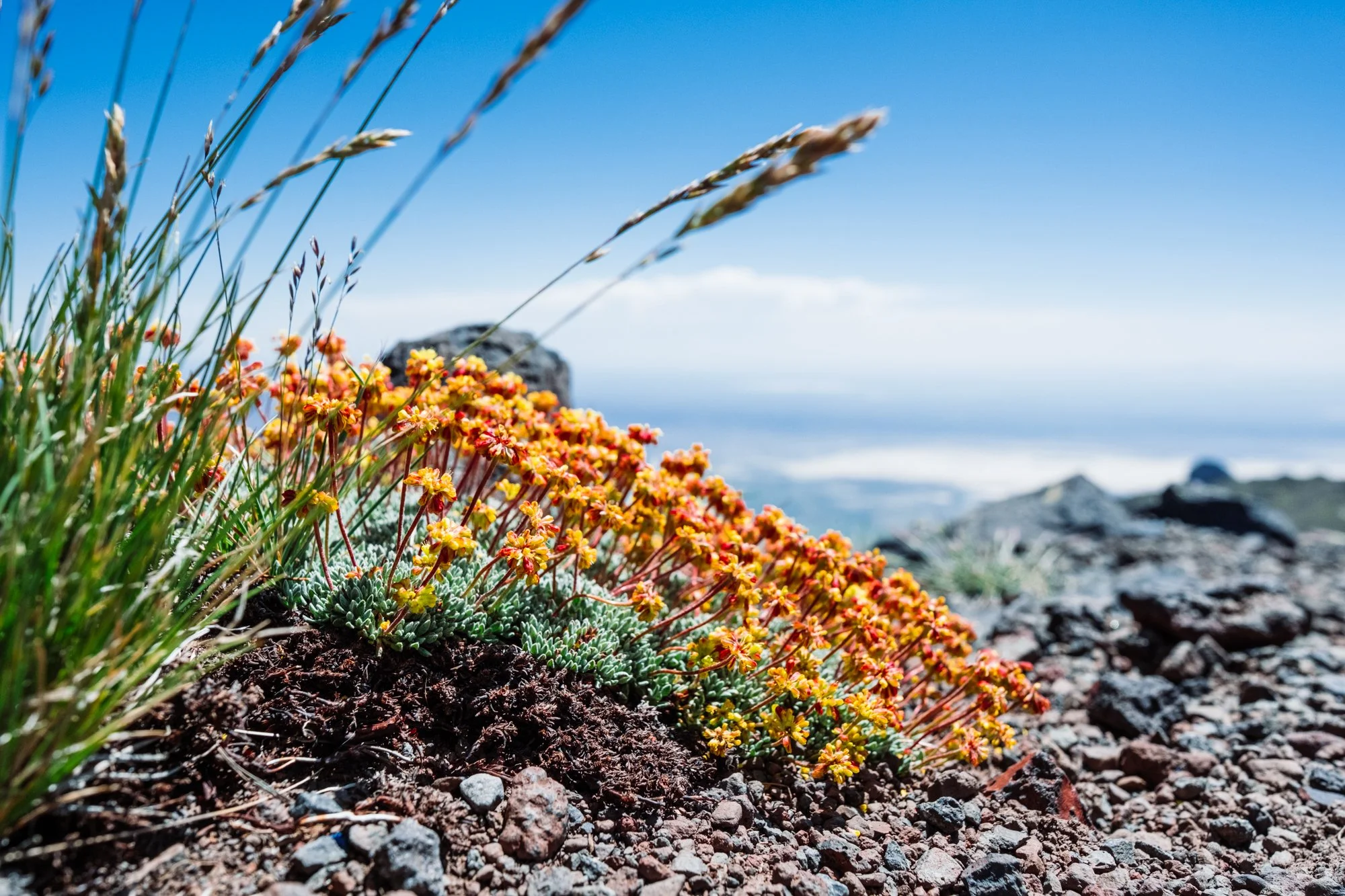 steens-2026-111.jpg