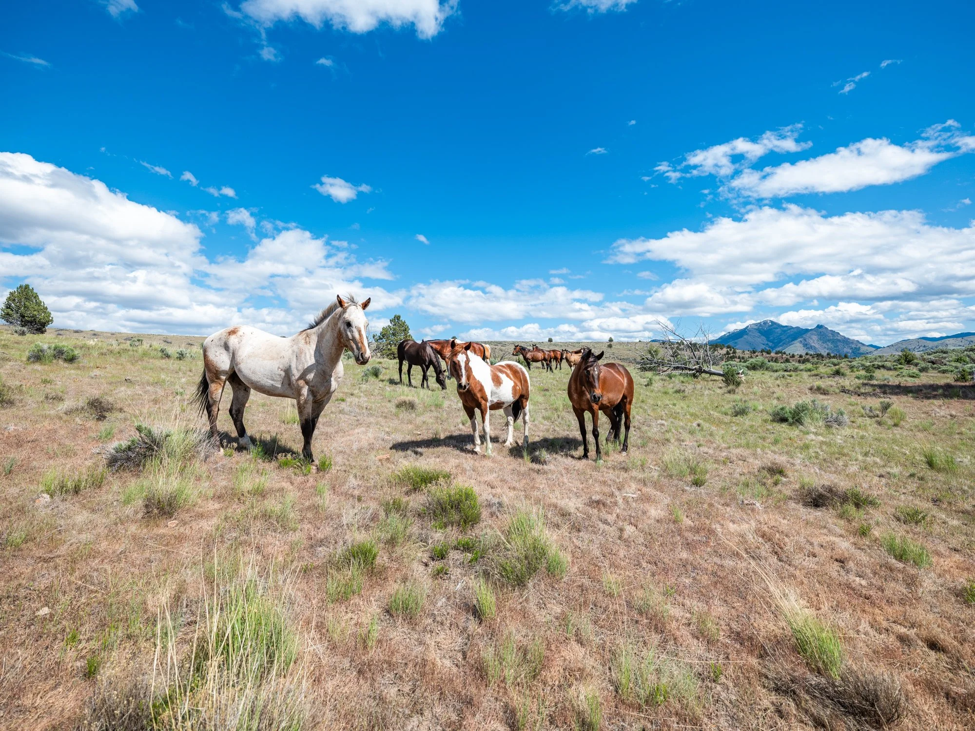 hale-ranches-052025-140.jpg