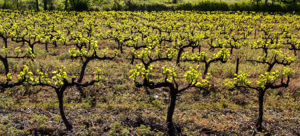 spring-grape-vines.jpg