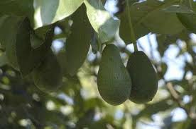 avocado.jpeg