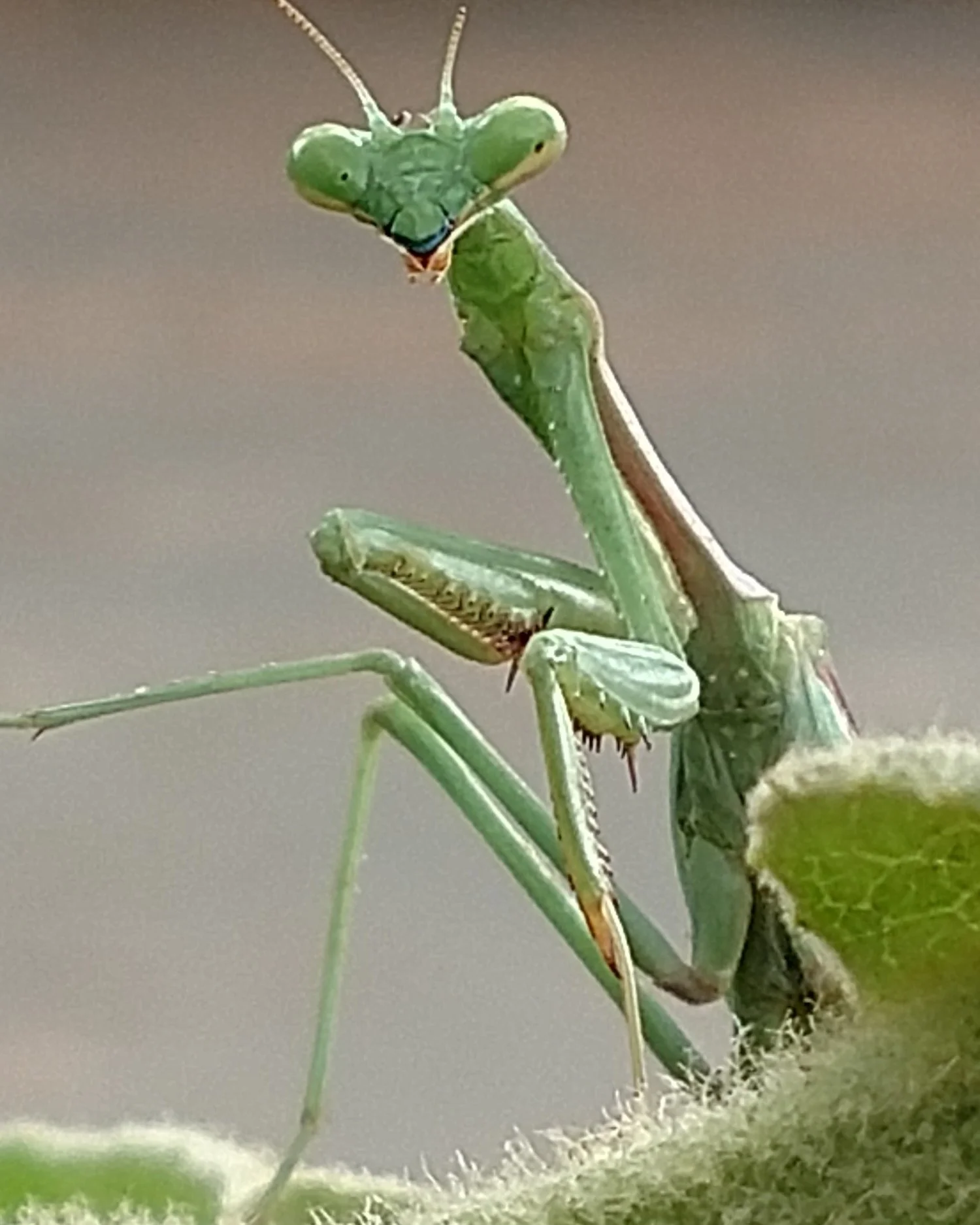 Common vineyard beneficial insect, preying mantid. Monserate Vineyard, Fallbrook, CA