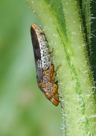 Glassy winged sharpshooter