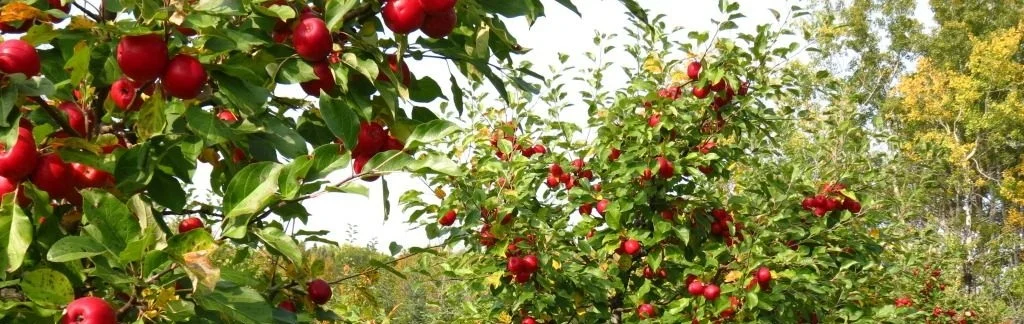 orchards.jpg