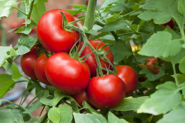 Tomato.jpg