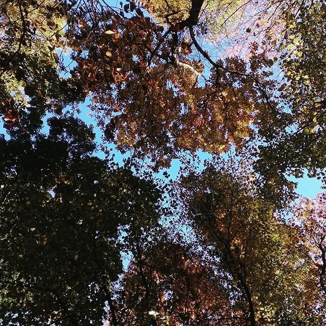 Where will you find yourself #goerkunden #thegreatoutdoors #findyourself #primitivecamping #hammocks #hammock #hammockcamping