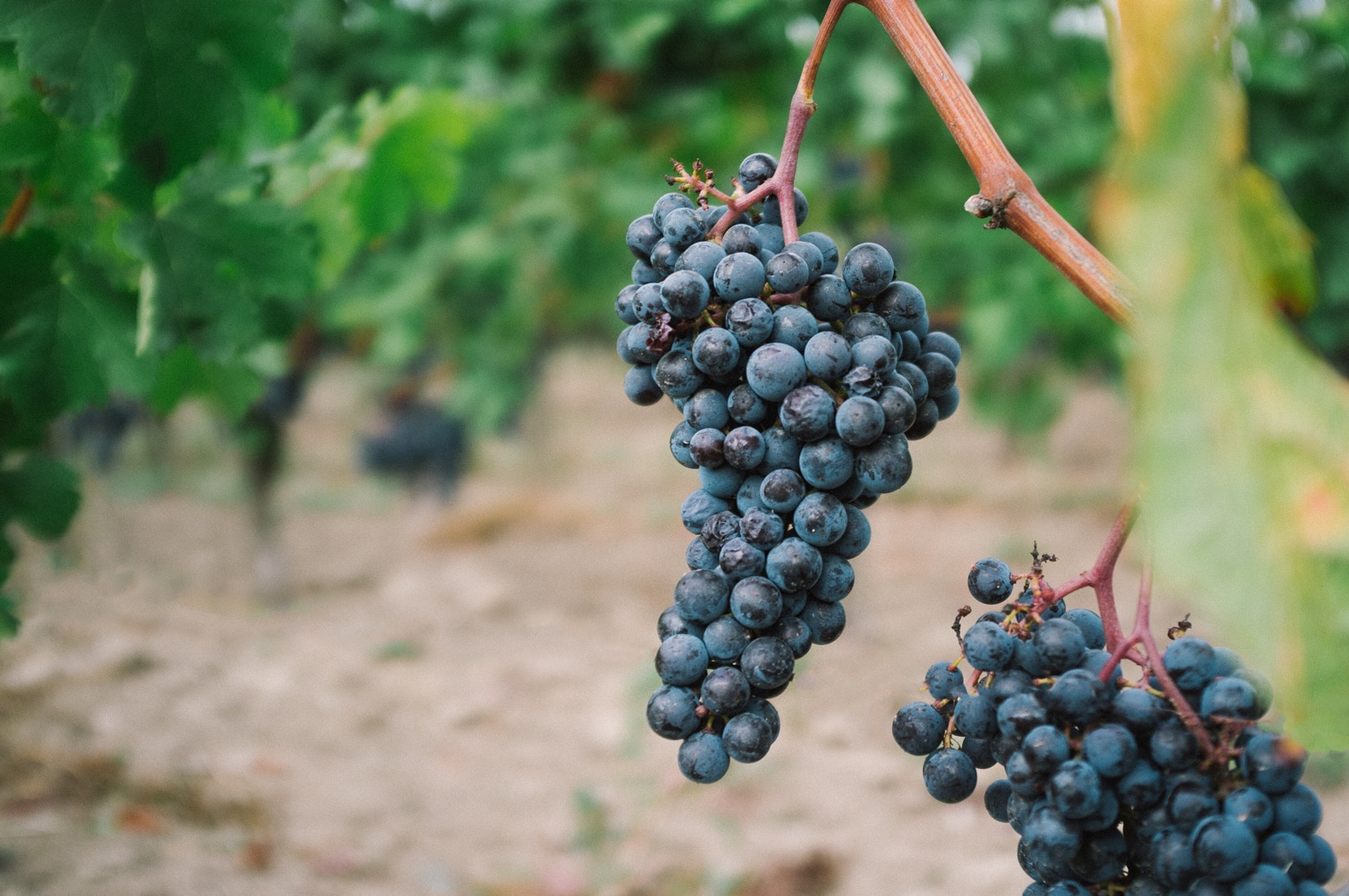 grapes in vineyard - unsplash.jpg