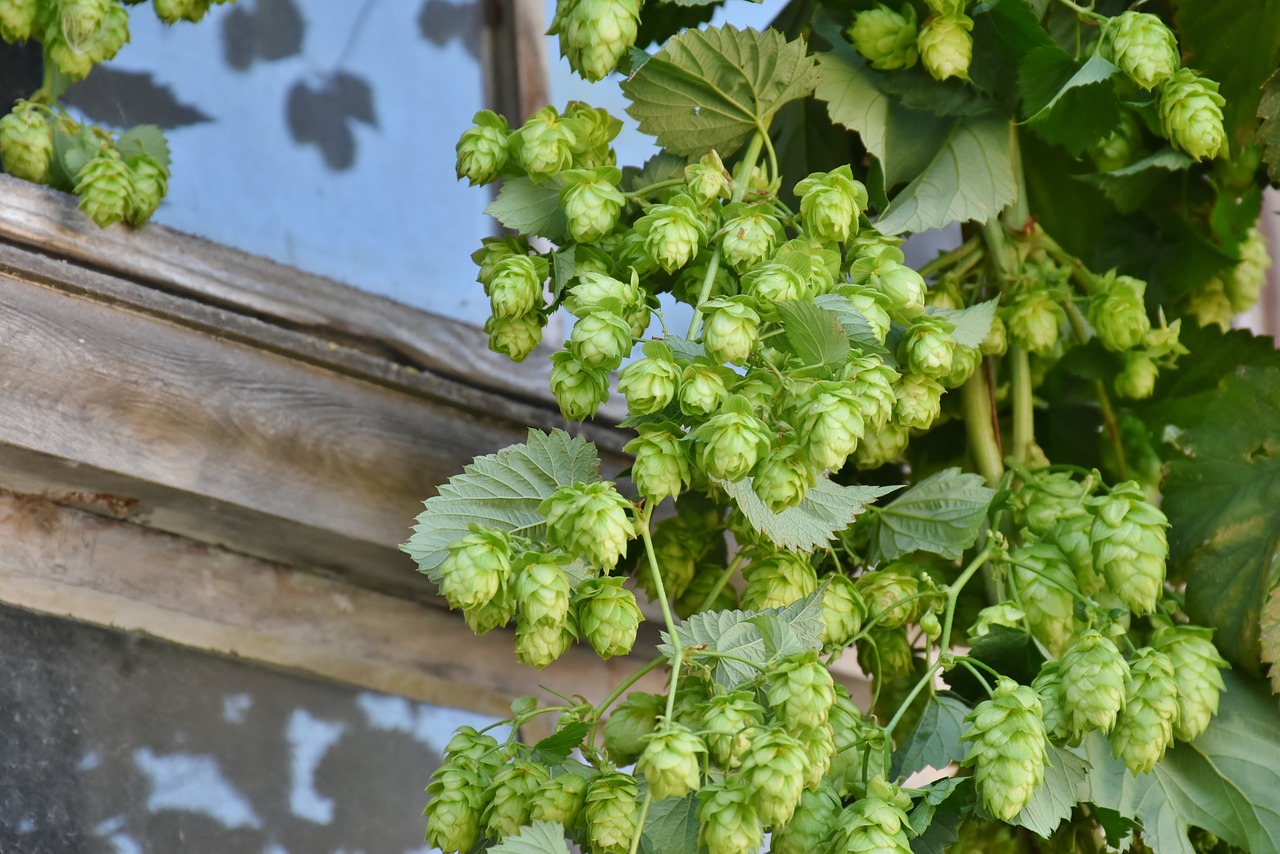 hops photo - pixabay.jpg
