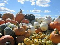 Waldoch Farms